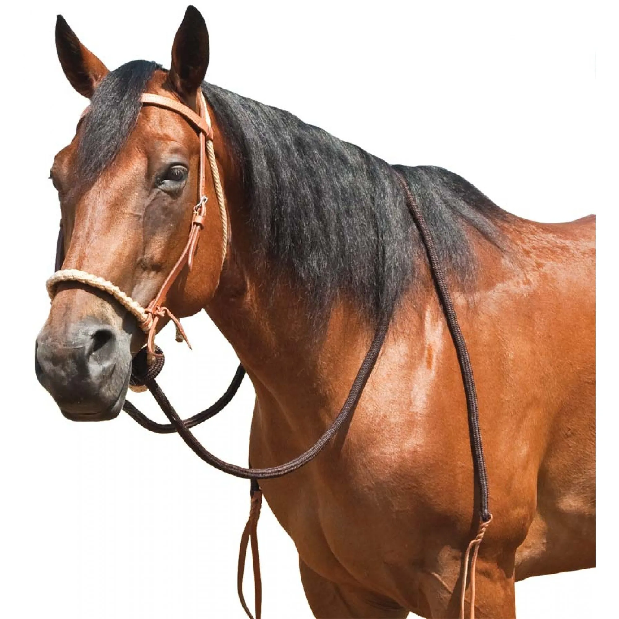 Mustang Breaking Hackamore